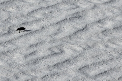 Alkali-Flats-sand-beetle