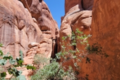 Arches-Sand-Dune-tight-canyon-with-tree