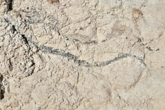 Badlands-Notch-Trail-is-that-a-snake