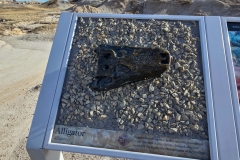 Badlands-Fossil-Trail-Croc-Head-Fossil