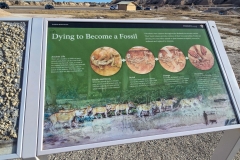 Badlands-Fossil-Trail-Dying-to-be-a-fossil-graphic