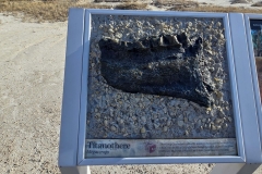 Badlands-Fossil-Trail-Jaw-Fossil