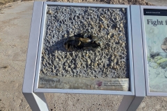 Badlands-Fossil-Trail-Small-Fossil