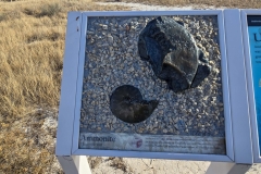 Badlands-Fossil-Trail-Under-the-Sea-Fossil
