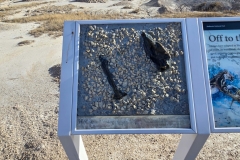 Badlands-Off-to-the-Races-Fossil