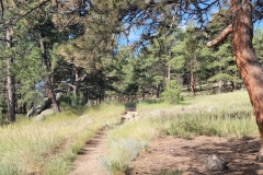 Bald-Mountain-Boulder-starting-trail