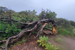 Black-Canyon-Warner-Nature-Trail-Twisted-Tree
