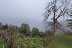 Black-Canyon-Warner-Nature-Trail-green-and-trees