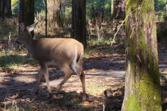 Bledsoe-Creek-Behind-the-Deer