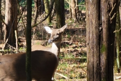 Bledsoe-Creek-Face-of-the-Deer