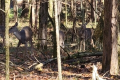 Bledsoe-Creek-Family-of-Deer