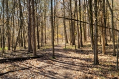 Bledsoe-Creek-a-trail-through-the-woods