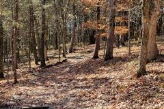 Bledsoe-Creek-leaf-covered-trail