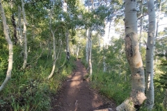 Bloods-Lake-Trail-Aspens-and-trail