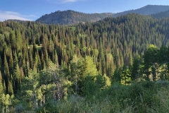 Bloods-Lake-Trail-forest