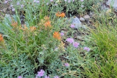 Bloods-Lake-Trail-indian-paintbrushes