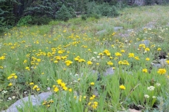 Bloods-Lake-Trail-mountain-Daisies