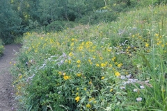 Bloods-Lake-Trail-wildflowers