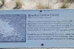 Boardwalk-of-the-Dunes-Bleached-Earless-lizard