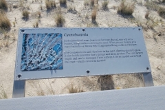 Boardwalk-of-the-Dunes-Cyanbacteria