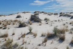 Boardwalk-of-the-Dunes-Dunes-and-grass-close