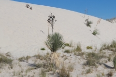 Boardwalk-of-the-Dunes-Tall-Plant