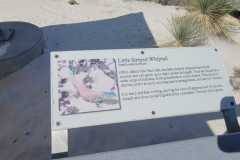 Boardwalk-of-the-Dunes-Whiptail