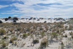 Boardwalk-of-the-Dunes-early-view-of-bushes