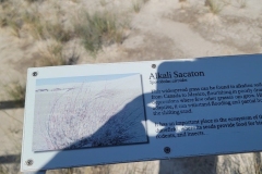 Boarwalk-of-the-Dunes-Alkali-Sacaton