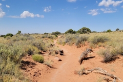 Canyonlands-Murphy-Trail-through-the-scrub