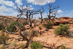 Canyonlands-Upheaval-Dome-Tree