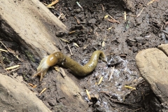 Cape-Falcon-Banana-Slug
