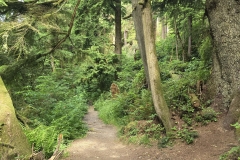 Cape-Falcon-Early-trail-in-green