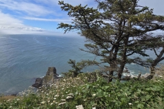 Cape-Falcon-Tree-at-End-out-towards-cliff