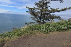 Cape-Falcon-Tree-at-End