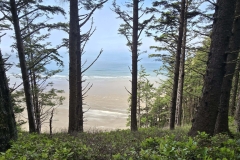 Cape-Falcon-sand-through-trees