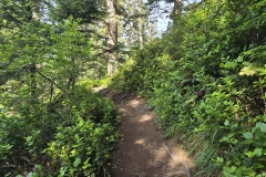 Cape-Falcon-small-ferns-next-to-trail