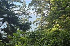 Cape-Falcon-thick-brush