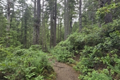 Cape-Falcon-wide-forest-and-trail