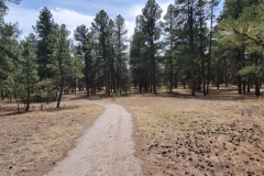 Casey-Jones-Park-Winding-Trail-and-trees