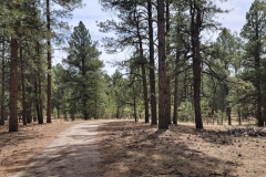 Casey-Jones-Park-early-path-through-trees