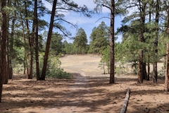 Casey-Jones-Park-from-trees-to-trail