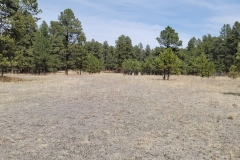 Casey-Jones-Park-open-field