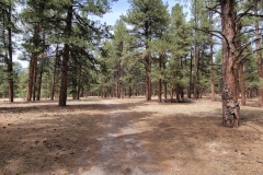 Casey-Jones-Park-trail-through-tall-pines