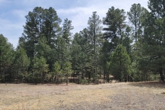 Casey-Jones-Park-treeline