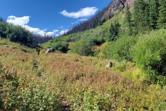 Cataract-Falls-meadow