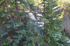 Cataract-Falls-tall-fall-behind-tree