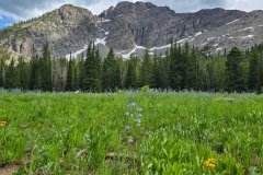 Cecret-Lake-Wildflowers-and-Mountains