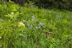 Cecret-Lake-Wildflowers-close