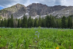 Cecret-Lake-wildflowers